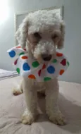 Toy