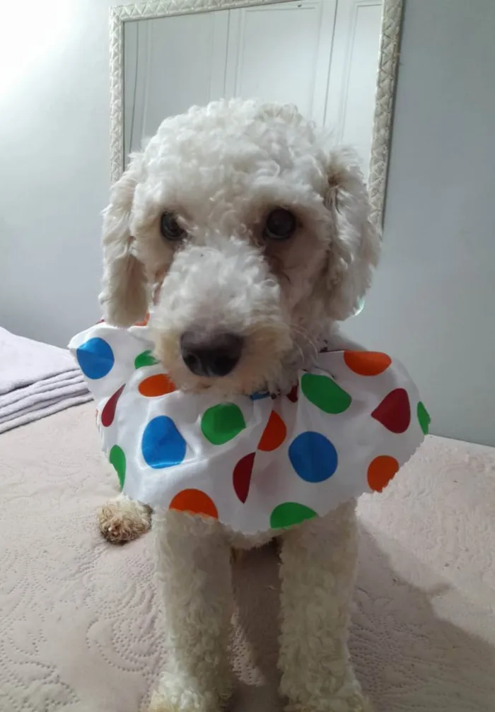 Cachorro ra a Poodle idade 2 anos nome Toy