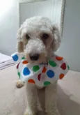 Toy