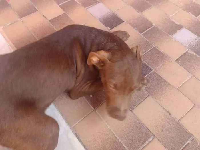 Cachorro ra a Pitbull  idade 2 a 6 meses nome Maia e caramelo