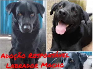 Cachorro raça LABRADOR idade 2 anos nome LOBÃO