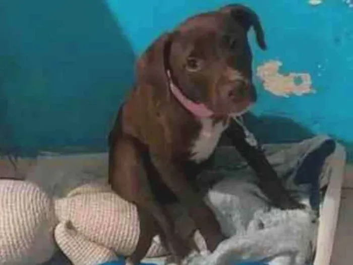Cachorro ra a Pitbull misturada idade 2 a 6 meses nome Princesa 