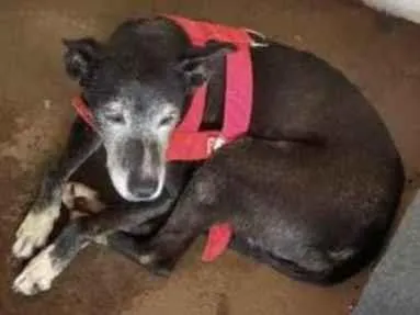 Cachorro ra a  idade 1 ano nome mascarado