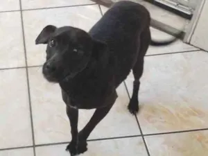 Cachorro raça Pinscher com raça indefinida idade 5 anos nome Nina