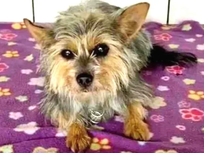 Cachorro ra a SRD idade 1 ano nome Amora