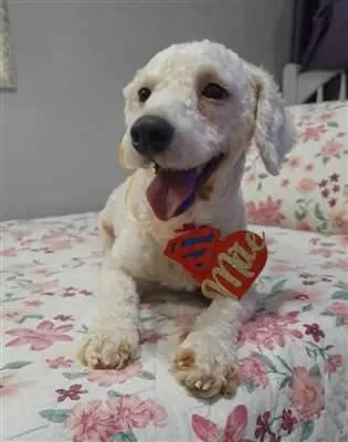 Cachorro ra a Poodle idade 2 anos nome Toy