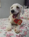 Toy