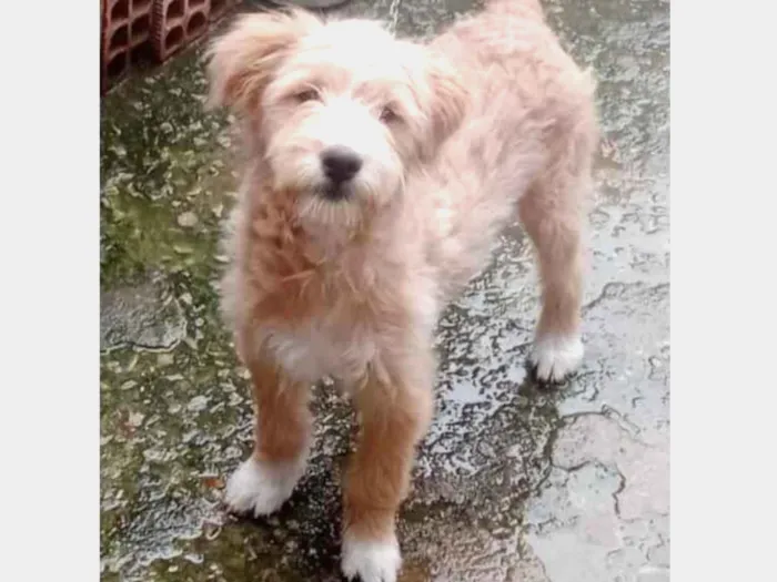 Cachorro ra a Mestiça de poodle idade 2 a 6 meses nome Filhote 5 meses