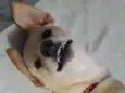 Plinio