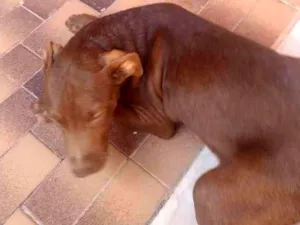 Cachorro raça Pitbull  idade 2 a 6 meses nome Maia e caramelo