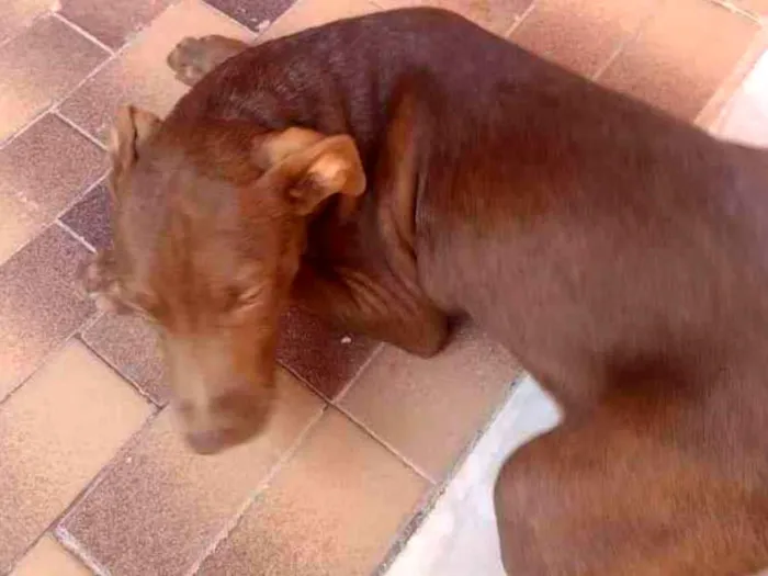 Cachorro ra a Pitbull  idade 2 a 6 meses nome Maia e caramelo