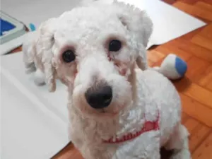 Cachorro raça Poodle idade 2 anos nome Toy