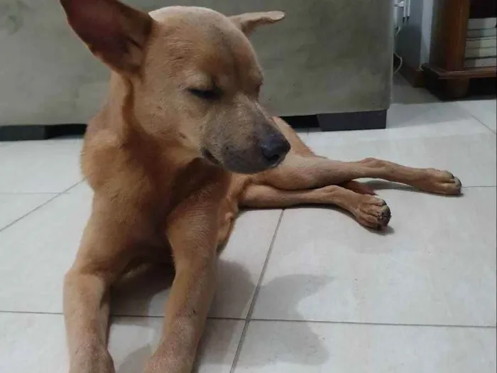 Cachorro ra a Raça desconhecida idade  nome Sem nome