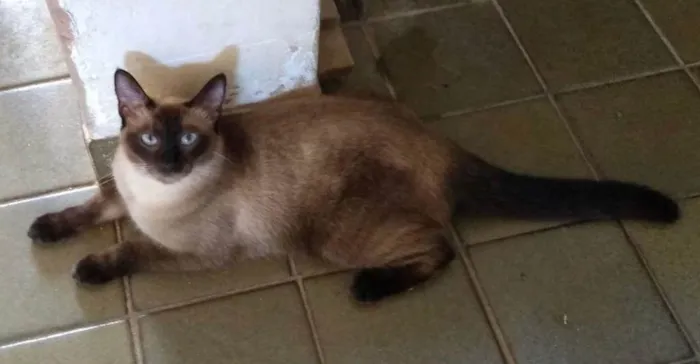 Gato ra a Siamês e não definida idade 3 anos nome Gatinhos fofos <3