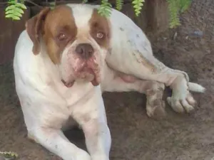 Cachorro raça Boxer idade 4 anos nome Boris