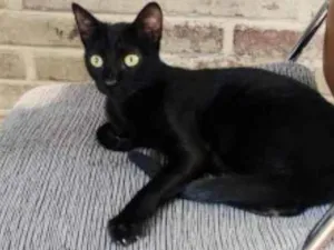 Gato raça Srd idade 7 a 11 meses nome Pirulito 