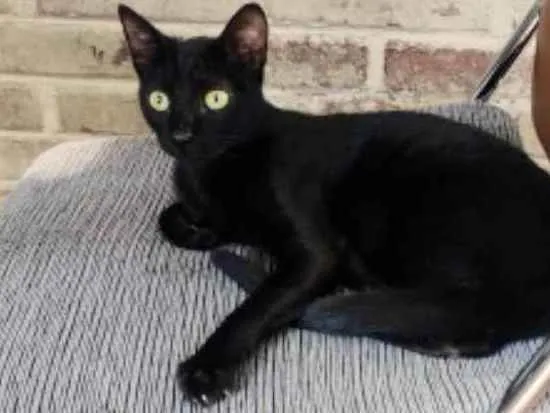 Gato raça Srd idade 7 a 11 meses nome Pirulito 