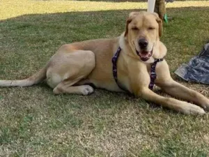Cachorro raça Srd idade 2 anos nome Scooby 