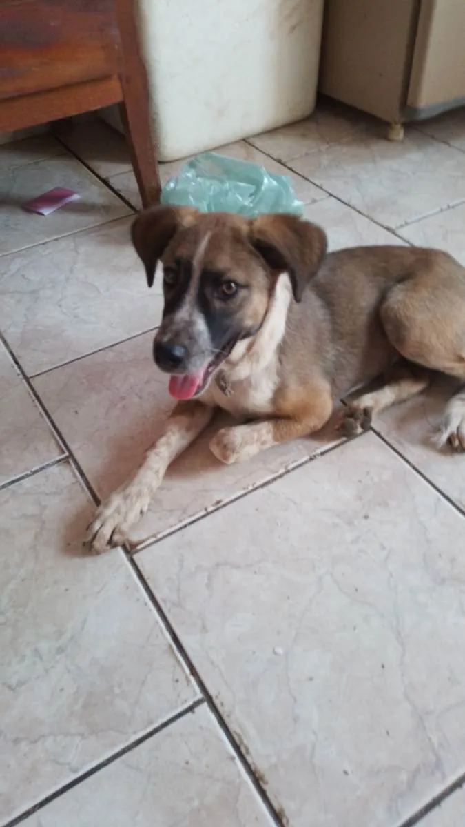 Cachorro ra a  idade 2 a 6 meses nome Bobi