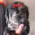 Sofia 