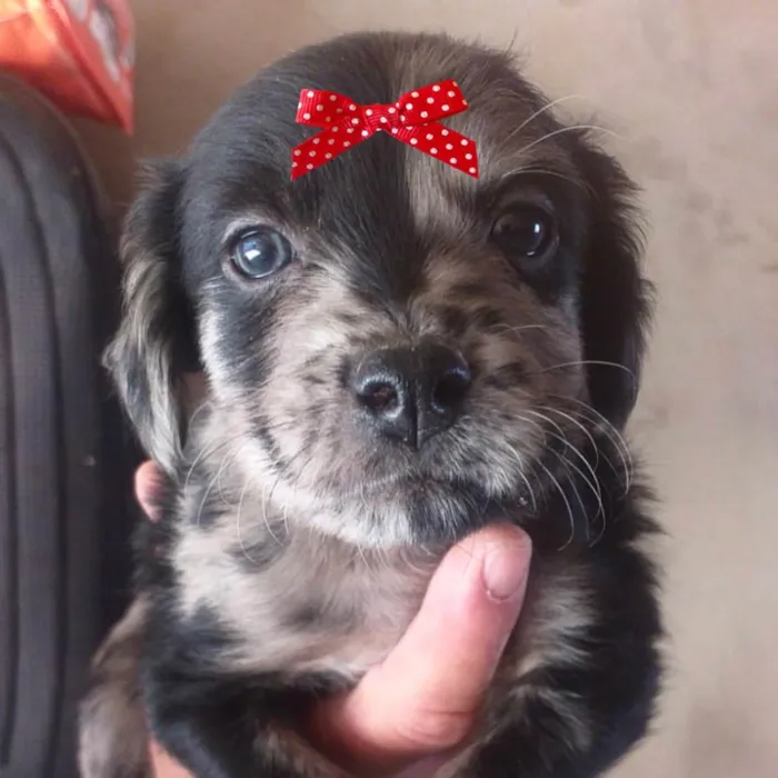 Cachorro ra a Mestiça  idade 2 a 6 meses nome Sofia 