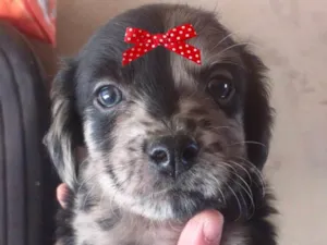 Cachorro raça Mestiça  idade 2 a 6 meses nome Sofia 