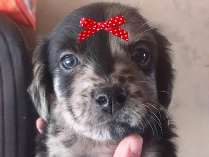 Cachorro ra a Mestiça  idade 2 a 6 meses nome Sofia 