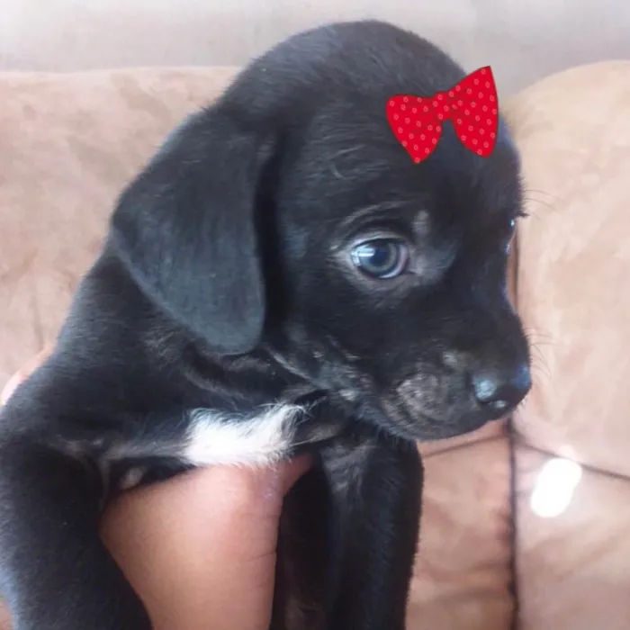 Cachorro ra a Mestiça  idade 2 a 6 meses nome Rubi 
