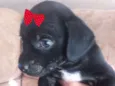 Rubi 