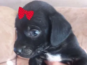 Cachorro raça Mestiça  idade 2 a 6 meses nome Rubi 