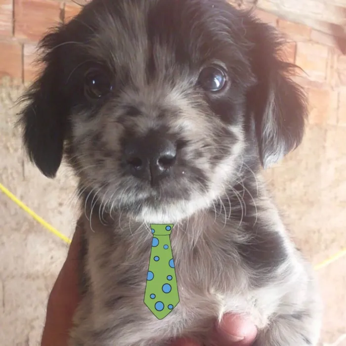 Cachorro ra a Mestiço  idade 2 a 6 meses nome Thor 