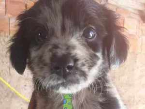 Cachorro raça Mestiço  idade 2 a 6 meses nome Thor 