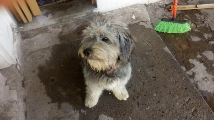 Cachorro ra a Puddle Com Maltês  idade 6 ou mais anos nome Pérola 