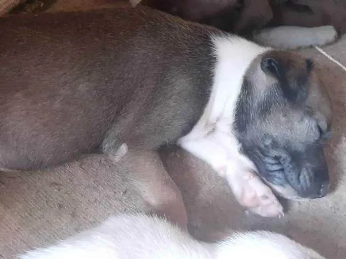Cachorro ra a Indefinida idade Abaixo de 2 meses nome Akira 
