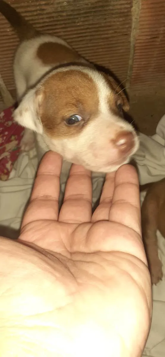 Cachorro ra a Indefinida idade Abaixo de 2 meses nome Amora