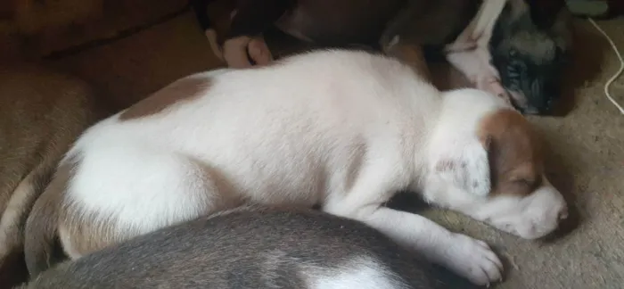 Cachorro ra a Indefinida idade Abaixo de 2 meses nome Amora