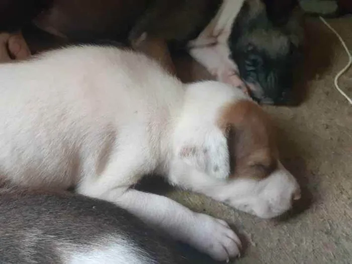Cachorro ra a Indefinida idade Abaixo de 2 meses nome Amora