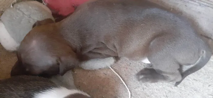 Cachorro ra a Indefinida idade Abaixo de 2 meses nome Athena