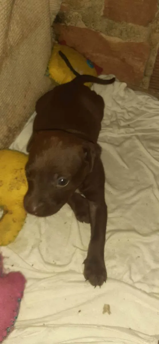 Cachorro ra a Indefinida idade Abaixo de 2 meses nome Athena
