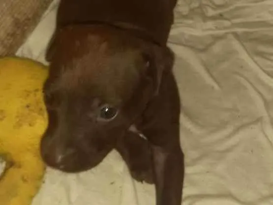 Cachorro ra a Indefinida idade Abaixo de 2 meses nome Athena