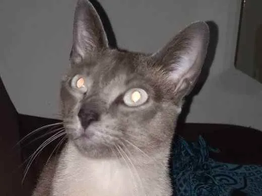 Gato ra a Siames idade 1 ano nome Luna