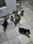 5filhotes pra doação