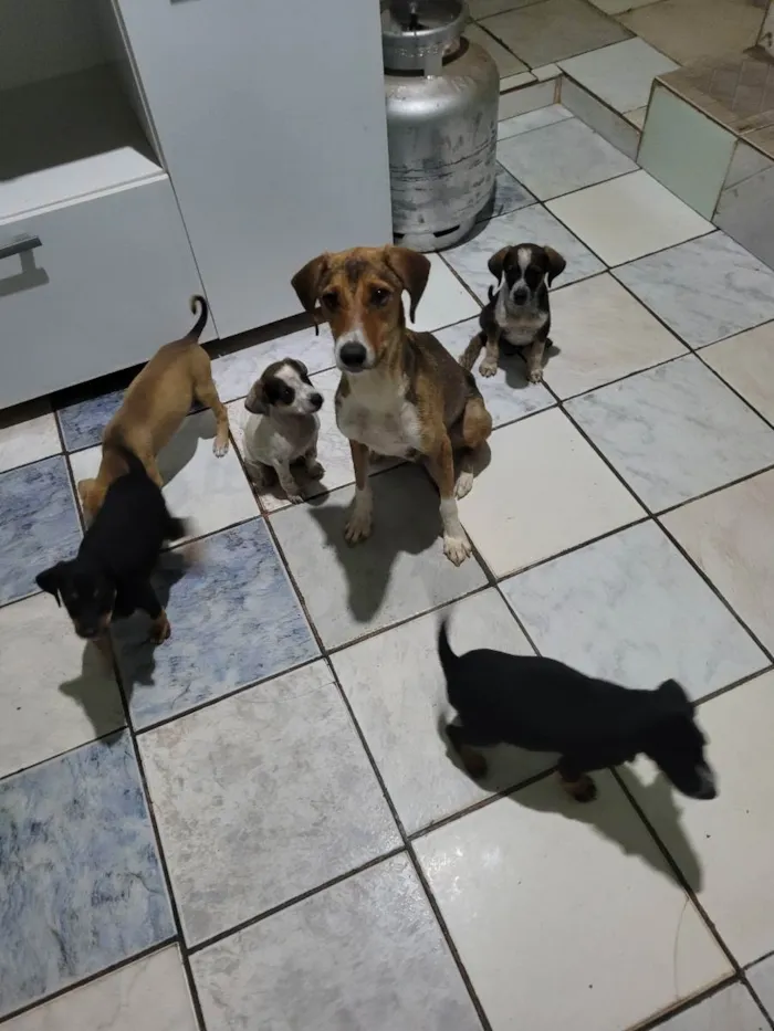 Cachorro raça Beagle idade 2 a 6 meses nome 5filhotes pra doação