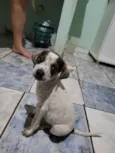 5filhotes pra doação