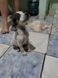 5filhotes pra doação