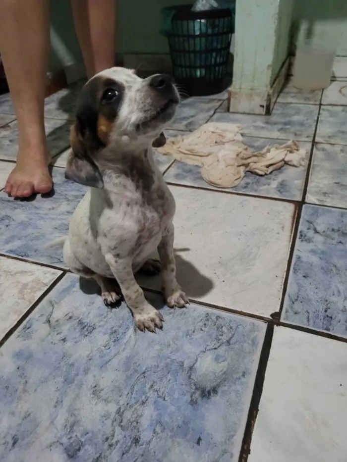 Cachorro raça Beagle idade 2 a 6 meses nome 5filhotes pra doação