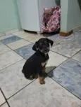 5filhotes pra doação
