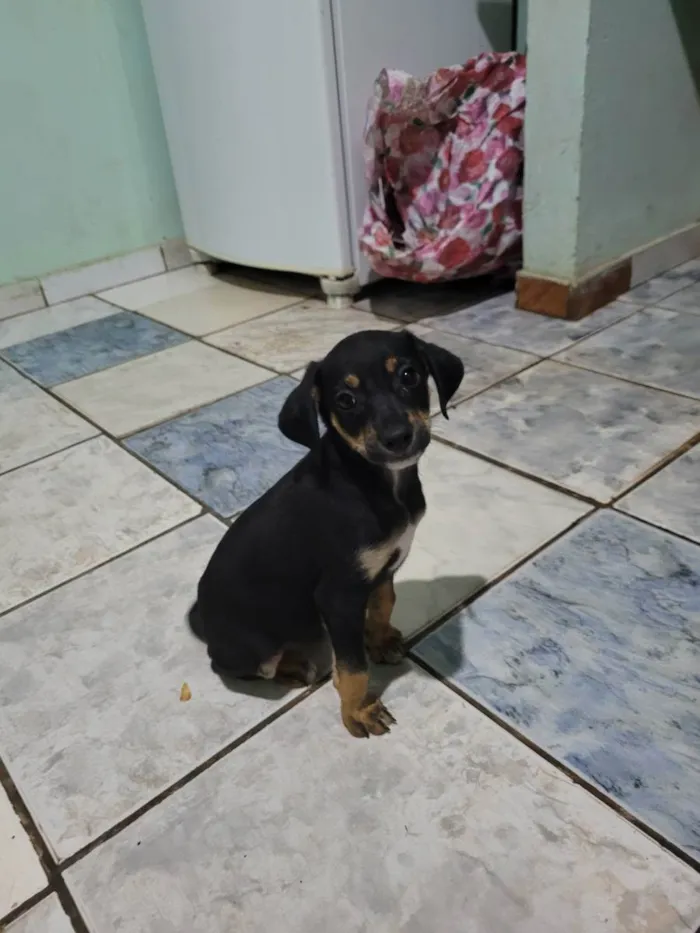 Cachorro raça Beagle idade 2 a 6 meses nome 5filhotes pra doação