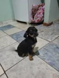 5filhotes pra doação
