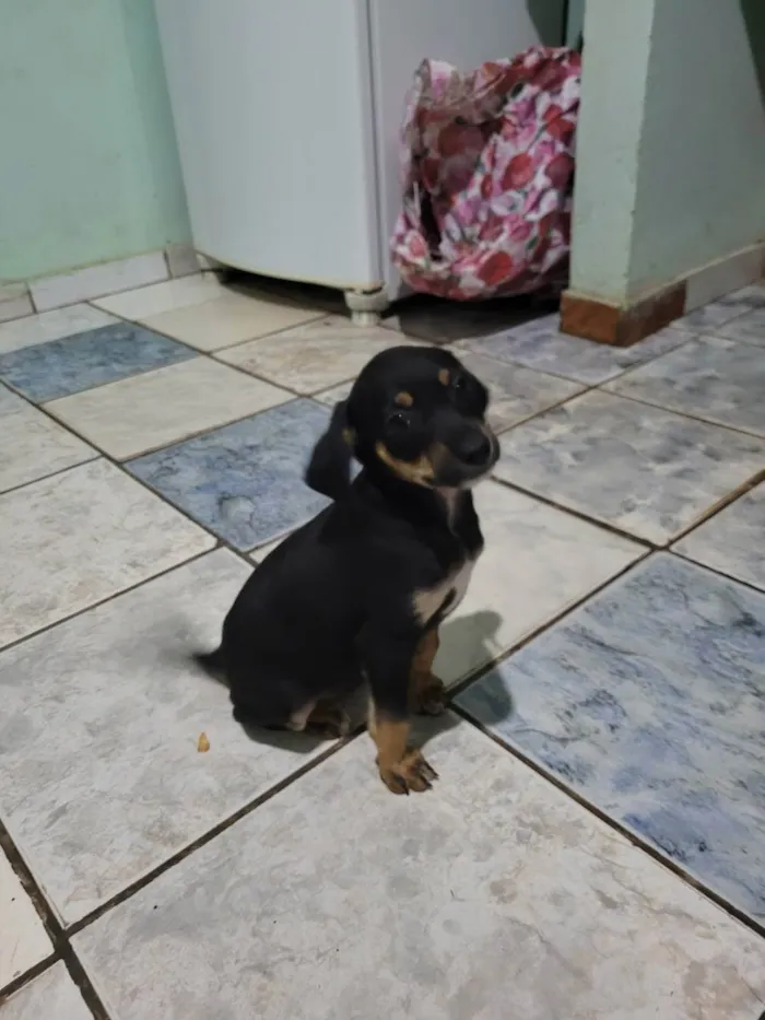 Cachorro raça Beagle idade 2 a 6 meses nome 5filhotes pra doação